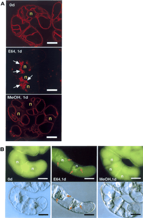 contribution of the plasma membrane and central vacuole in the fig 2 transport of the fluorescent dyes fm4 64 and lucifer yellow from the