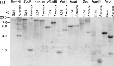 Fig. 2 Southern blot analysis and chromosomal location of OsAsp1. (a) Southern blot probed with full-length OsAsp1 gene cDNA. Under low and high wash stringency, only one copy of the OsAsp1 gene was detected in the rice genome when DNA was cut with a variety of enzymes. Here HindIII was used as it does not cut within the OsAsp1 gene and showed restriction fragment length polymorphism between IR64 and Azucena. (b) Chromosomal location of the OsAsp1 gene in rice. Using an IR64×Azucena doubled haploid mapping population, OsAsp1 was mapped on the short arm of chromosome 11, at a distance of 6.5 cM from marker RG118.