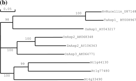 Fig. 3 Relationship of barley nucellin to homologs from rice and other plants. (a) Amino acid sequence alignment of barley nucellin, OsAsp1-3 and homologs from other plants. Gaps were inserted to maximize the similarities. Identical conserved amino acid residues are highlighted in black, asterisks show catalytic motif sites for aspartyl proteases, and the peroxisome targeting motif is boxed. (b) Phylogenetic relationship between OsAsp1, barley nucellin and nucellin-like proteins from other plants. The cladogram illustrates the most parsimonious consensus pattern of relationships obtained using maximum parsimony analysis. Bootstrap values generated with 1,000 replicates are indicated before the nodes.