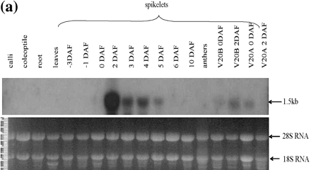 Fig. 4 OsAsp1 transcript expression profile. (a) OsAsp1 gene expression pattern detected by northern blot. OsAsp1 transcripts appeared most abundant in 2 DAF spikelets, detectable at 3–5 DAF in IR64 spikelets and 0–2 DAF in V20B (normal fertile rice), and only at 0 DAF in V20A (cytoplasmic male sterile rice) but not in the 2 DAF spikelets. Samples (20 µg /lane) were separated by agarose gel electrophoresis, transferred to a Hybond N+ nylon membrane, and probed with 32P-labeled OsAsp1 cDNA. The bottom panel indicates an ethidium bromide-stained gel after electrophoresis, which demonstrated that the rRNA bands were of similar intensity among the lanes. (b) OsAsp1 gene expression pattern detected by RT–PCR in different tissues and different rice lines. DNase I-treated total RNA was used as template for RT–PCR. OsAsp1 is expressed in the spikelets from –3 DAF to 6 DAF, with the greatest abundance at 1–4 DAF. The 2 DAF spikelets of V20A (cytoplasmic male-sterile rice) obviously have a lower level expression than those of V20B (normal fertile rice); IR64 spikelets emasculated 1 d before flowering (labeled as 2DAF*) did not yield any detectable transcripts at 2 DAF. (A) OsAsp1-specific primers; the forward primer is from the 5′-UTR, while the reverse primer joins two exons and is therefore able to amplify mRNA but not genomic DNA. (B) Rice GAPDH-specific primers, which amplified IR64 genomic DNA.