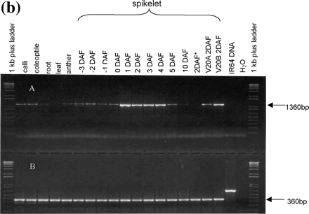 Fig. 4 OsAsp1 transcript expression profile. (a) OsAsp1 gene expression pattern detected by northern blot. OsAsp1 transcripts appeared most abundant in 2 DAF spikelets, detectable at 3–5 DAF in IR64 spikelets and 0–2 DAF in V20B (normal fertile rice), and only at 0 DAF in V20A (cytoplasmic male sterile rice) but not in the 2 DAF spikelets. Samples (20 µg /lane) were separated by agarose gel electrophoresis, transferred to a Hybond N+ nylon membrane, and probed with 32P-labeled OsAsp1 cDNA. The bottom panel indicates an ethidium bromide-stained gel after electrophoresis, which demonstrated that the rRNA bands were of similar intensity among the lanes. (b) OsAsp1 gene expression pattern detected by RT–PCR in different tissues and different rice lines. DNase I-treated total RNA was used as template for RT–PCR. OsAsp1 is expressed in the spikelets from –3 DAF to 6 DAF, with the greatest abundance at 1–4 DAF. The 2 DAF spikelets of V20A (cytoplasmic male-sterile rice) obviously have a lower level expression than those of V20B (normal fertile rice); IR64 spikelets emasculated 1 d before flowering (labeled as 2DAF*) did not yield any detectable transcripts at 2 DAF. (A) OsAsp1-specific primers; the forward primer is from the 5′-UTR, while the reverse primer joins two exons and is therefore able to amplify mRNA but not genomic DNA. (B) Rice GAPDH-specific primers, which amplified IR64 genomic DNA.