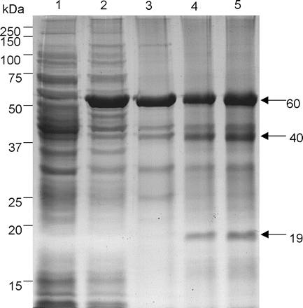 Fig. 6 SDS–PAGE analysis of recombinant OsAsp1 expression and its autolysis in vitro. Recombinant OsAsp1 expressed as a thioredoxin–proOsAsp1 fusion protein (60 kDa) was absent in media without IPTG (lane 1), but present in the induction media with 1 mM IPTG (lane 2). Affinity-purified recombinant thioredoxin–proOsAsp1 fusion protein contaminated with bacterial proteins (lane 3); after dialysis in 50 mM acetate buffe (pH 3.5) overnight at 4°C, the 60 kDa fusion protein thioredoxin–proOsAsp1 was autocleaved into 40 and 19 kDa fragments (lane 4). More mature peptide (40 kDa) and fusion tag plus propeptide (19 kDa) were generated when autolysed at room temperature for 24 h in 100 mM acetate buffer at pH 3.5 (lane 5).