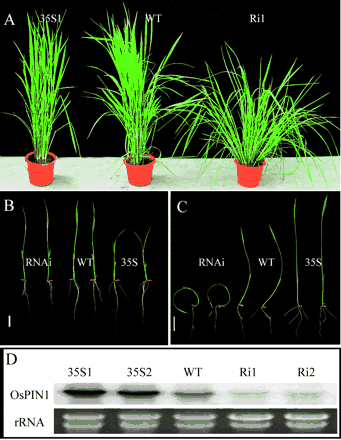 Fig. 3 Phenotypes of OsPIN1 transgenic plants. (A) The 80-day-old (the maximum tillering stage) 35S-OsPIN1 (left), wild-type (WT) (middle) and RNAi (right) transgenic plants grown in the greenhouse. (B) and (C) WT, OsPIN1, RNAi event1 and event2, and 35S-OsPIN1 event 1 and event 2 were grown in rice nutrient solution (B) and the solution with 0.5 µM NPA (C) for 7 days. Bar = 2 cm. (C) Northern blot analysis for OsPIN1 in the WT, two transgenic lines overexpressing OsPIN1 (35S1 and 35S2) and two transgenic lines underexpressing OsPIN1 (Ri1 and Ri2).