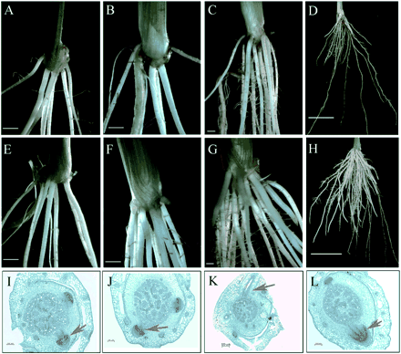 Fig. 4 Adventitious roots in OsPIN1 transgenic plants. (A–D) Roots of the transgenic plants underexpressing OsPIN1 by RNA interference grown under solution culture for 7, 14, 21 and 50 days. (E–H) Roots of wild-type plants grown under solution culture for 7, 14, 21 and 50 days. (I–M) Transverse sections at the first node of the RNAi1 and wild-type (WT) plants sampled at 7 days old (WT, I; Ri, J) and 14 days old (WT, K; Ri, L). Red arrows point to the adventitious root primordial (I, J, L) or mature adventitious root (K).