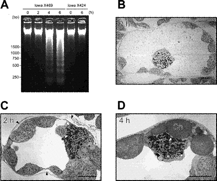 Fig. 7 VicBSA induces apoptotic responses in victorin-sensitive leaves. (A) Time course of VicBSA-induced DNA laddering. Peeled leaf segments of victorin-sensitive (Iowa X469) and -insensitive cultivars (Iowa X424) were treated with 50 µg ml–1 VicBSA for the indicated time. DNA was analyzed by ethidium bromide staining on a 2% (w/v) agarose gel. (B–D) Ultrastructural changes in VicBSA-treated cells. Peeled victorin-sensitive leaves were incubated with 50 µg ml–1 VicBSA for the indicated time. Open arrowheads show localized condensation of heterochromatin, and closed arrowheads indicate plasmolysis. N, nucleus; Ch, chloroplast. Bar in (F) to (H) = 5 µm.