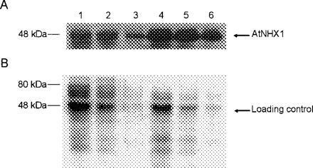 Fig. 2 Western blot analysis of wild-type and AtNHX1-expressing cotton. Lanes 1–3: 50, 25 and 12.5 µg of tonoplast-enriched proteins from wild- type plants (Coker 312) were loaded, respectively. Lanes 4–6: 50, 25 and 12.5 µg of tonoplast-enriched proteins from AtNHX1-expressing cotton plants (line N79) were loaded, respectively. The blot was probed with anti-AtNHX1 polyclonal antibodies (A), while a duplicate gel used as a loading control was stained with Coomassie blue (B). The data are representative of four independent experiments.