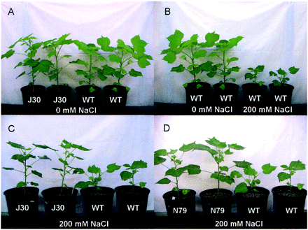 Fig. 3 Phenotypes of wild-type (Coker 312) and AtNHX1-expressing cotton plants 21 d after treatment with 200 mM NaCl. (A) AtNHX1-expressing cotton (line J30) and wild-type cotton (Coker 312) grown in the absence of NaCl; (B) wild-type cotton plants grown in the absence or presence 200 mM NaCl; (C and D) two independent AtNHX1-expressing transgenic lines (J30 and N79) and wild-type cotton plants grown in the presence of 200 mM NaCl. Plants shown were 9 weeks old.
