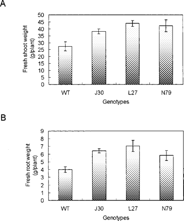 Fig. 4 Biomass of wild-type and AtNHX1-expressing transgenic cotton plants after treatment with 200 mM NaCl for 4 weeks. (A) Fresh shoot weight; (B) fresh root weight. WT, wild type; J30, L27 and N79, three independent AtNHX1-expressing cotton plants. Values are the mean ± SD (n = 4).