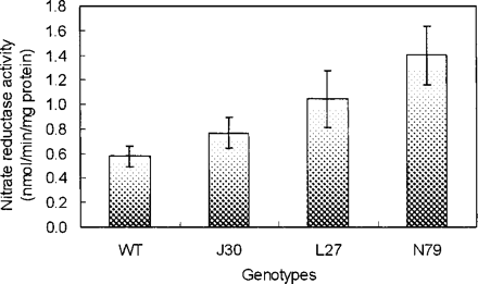 Fig. 7 Nitrate reductase activity in the roots of wild-type and AtNHX1-expressing cotton plants after treatment with 200 mM NaCl for 4 weeks. WT, wild type; J30, L27 and N79, three independent AtNHX1-expressing cotton plants. Values are the mean ± SD (n = 4).