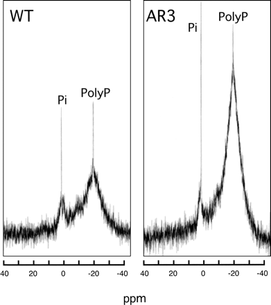 Fig. 5 31P-NMR spectra of intact cells of the wild type and AR3. Log phase cells grown in TAP medium were washed with 10 mM Tris-MES buffer, pH 7.0. The resulting cell suspension, which was concentrated to the density of 5 (mg Chl) ml–1, was transferred to a sample tube. 31P-NMR spectra were measured with a Bruker PDX400 NMR spectrometer, and a 5 mm diameter QNP probe head operating at 162.2 MHz in the pulsed Fourier transform mode without proton decoupling and unlocked at room temperature. A total of 1,024 scans were accumulated for each spectrum with line broadening of 5.0 Hz. Chemical shifts were measured in ppm relative to external 85% Pi (w/w). Identical trends were observed in another experiment.