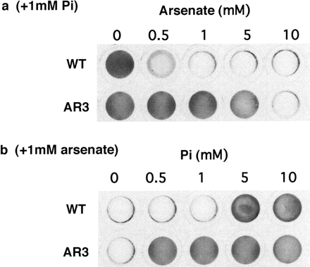 Fig. 6 Effects of the concentrations of Pi and arsenate on the growth of the wild type and AR3. (a) Growth in medium containing both 1 mM Pi and various concentrations of arsenate. (b) Growth in medium containing both 1 mM arsenate and various concentrations of Pi. Cells were cultured in each medium for 1 week.