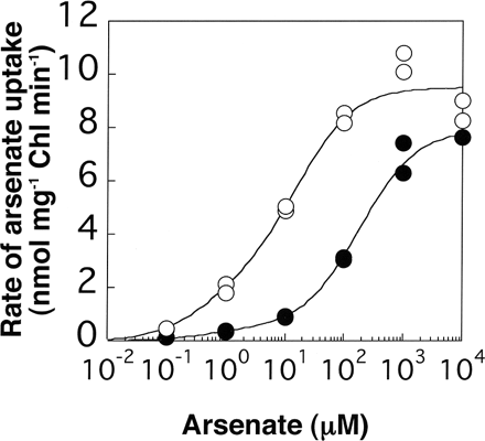 Fig. 7 Concentration dependency of arsenate uptake in the wild type (filled circles) and AR3 (open circles). Log phase cells grown in TAP medium were pre-incubated in the Pi-free TAP medium for 20 min, and then arsenate uptake at appropriate concentrations was measured in the absence of Pi for 5 min. The data obtained by two independent experiments are plotted.