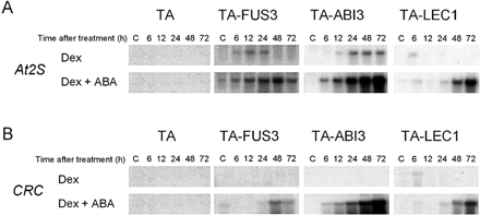 Fig. 1 Induction of SSP mRNA by Dex and ABA in TA-FUS3, TA-ABI3 or TA-LEC1 transgenic plants. Seven-day-old transgenic Arabidopsis plants carrying glucocorticoid-inducible FUS3 (TA-FUS3), ABI3 (TA-ABI3) or LEC1 (TA-LEC1) transgenes, or transformed with empty pTA7001 vector (TA) were treated with 30 µM Dex alone or simultaneously with 50 µM ABA for the indicated times. RNA was prepared from these plants and analyzed by Northern blot analysis using 32P-labeled probes specific to the indicated genes. Lanes labeled ‘C’ were loaded with RNA samples from plants before treatment. No variation in RNA loading and quality between samples, which might affect the interpretation of the results, was observed based on the examination of ethidium bromide-stained rRNA bands (data not shown).