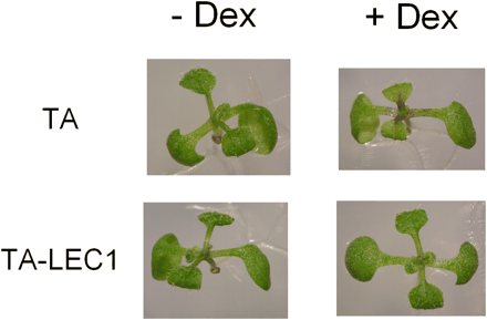 Fig. 2 Photographs of 10-day-old TA-LEC1 or the control TA plants that had been treated with 30 µM Dex (+Dex) for 72 h and the untreated plants (–Dex).