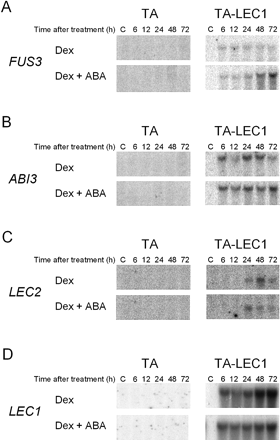 Fig. 3 Induction of FUS3 (A), ABI3 (B), LEC2 (C) or LEC1 (D) mRNAs by Dex and ABA in TA-LEC1 transgenic plants. TA-LEC1 or the control TA transgenic plants were treated and analyzed as described for Fig. 1. No variation in RNA loading and quality between samples, which might affect the interpretation of the results, was observed based on the examination of ethidium bromide-stained rRNA bands (data not shown).