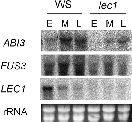 Fig. 4 Regulation of ABI3 and FUS3 expression by LEC1 in developing seed. RNA was prepared from developing siliques of wild-type (ecotype WS) Arabidopsis plants (WS) or the lec1-1 mutant at 4–7 days after flowering (DAF, E), 8–11 DAF (M) or 12–15 DAF (L), and analyzed by Northern analysis using 32P-labeled probes specific for the indicated genes. Ethidium bromide (EtBr)-stained rRNA bands are shown to verify RNA loading and quality.