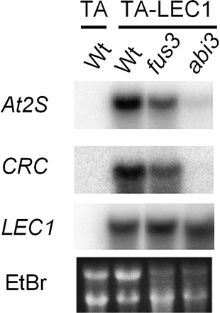 Fig. 5 Dependence of ectopic At2S3 and CRC induction on the functional allele of ABI3 or FUS3. Seven-day-old TA-LEC1 transgenic plants with wild-type Columbia (Wt) or the fus3-3 or abi3-6 mutant background, or the control TA plants were treated with 30 µM Dex alone or simultaneously with 50 µM ABA for 72 h and analyzed by gel blot hybridization using 32P-labeled probes specific to the indicated genes. Ethidium bromide (EtBr)-stained rRNA bands are shown to verify RNA loading and quality.