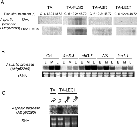 Fig. 6 FUS3-dependent LEC1 regulation of the At1g62290 aspartic protease gene. (A) The expression of the At1g62290 aspartic protease gene in TA, TA-FUS3, TA-ABI3 or TA-LEC1 transgenic plants was analyzed as in Fig. 1. No variation in RNA loading and quality between samples was observed based on the examination of ethidium bromide (EtBr)-stained rRNA bands (data not shown). (B) The expression of the At1g62290 aspartic protease gene in developing siliques of wild type (Col. or WS) or the indicated mutants was analyzed as in Fig. 4. (C) Seven-day-old TA-LEC1 transgenic plants with wild type Columbia (Wt) or the fus3-3 or abi3-6 mutant background, or the control TA plants were treated and analyzed as in Fig. 5. EtBr-stained rRNA bands are shown to verify RNA loading and quality (B and C).
