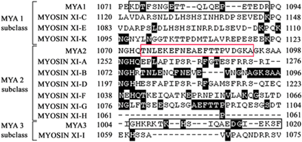 Fig. 1 Amino acid sequences of the C-terminal tail regions of MYA1 (At1g17580), MYOSIN XI-C (At1g08730), MYOSIN XI-E (At1g54560), MYOSIN XI-K (At5g20490), MYA2 (At5g43900), MYOSIN XI-A (At1g04600), MYOSIN XI-B (At1g04160), MYOSIN XI-D (At2g33240), MYOSIN XI-F (At2g31900), MYOSIN XI-G (At2g20290), MYOSIN XI-H (At4g28710), MYA3 (At3g58160) and MYOSIN XI-I (At4g33200). Amino acids identical to the MYA2 polypeptide are shown with a gray background. A peptide of MYA2, TNLEKEFNEAEFTTPVDGKA (red box), was synthesized and used as an antigen for antibody production. Synthesized peptides for MYA1 (KDTFSNGETTQLQEPETEDR, black box) and MYA3 (GHKRKTKHSIQAEDGIEKSF, black box) were used for the depletion assay shown in Fig. 3.