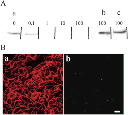 Fig. 3 Specificity of the affinity-purified antibody against MYA2 peptide. (A) Immunoblot of crude extract with the affinity-purified antibody treated with MYA2 peptide (a) at final concentrations of 0 (0), 0.1 (0.1), 1.0 (1.0), 10 (10) and 100 µg ml–1 (100), or with either MYA1 peptide (b) or MYA3 peptide (c) at a final concentration of 100 µg ml–1. (B) Double labeling of epidermal cells of leaf with an antibody against actin (a) and the affinity-purified antibody mixed with MYA2 peptide at a final concentration of 100 µg ml–1 (b). Only very little signal for MYA2 was detected (b). Scale bar = 10 µm.