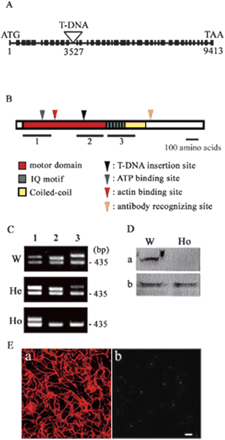 Fig. 4 T-DNA insertion into the MYA2 isoform. (A) Schematic diagram of the MYA2 gene showing the site of T-DNA insertion (triangle) positioned at 3,527 bp in the 11th intron. Black boxes and lines represent exons and introns, respectively. (B) Schematic diagram of three parts of the MYA2 gene, 1, N-terminal motor domain (561 bp); 2, C-terminal motor domain (536 bp); 3, IQ motif and a part of the coiled-coil domain (593 bp). The ATP-binding and actin-binding domain, T-DNA insertion position and the antibody recognition sites are shown with triangles. The primers used are given in Materials and Methods. (C) Analysis of RT–PCR products from the three parts (lanes 1, 2 and 3) of MYA2 shown in (B) using total RNA from leaves of 4-week-old wild-type (W), heterozygous mutant (He) and homozygous mutant (Ho) plants. In W and He plants, RT–PCR products from three parts, 1, 2 and 3 (lanes 1, 2 and 3, respectively), were expressed, whereas only product from part 1 was expressed in Ho plants. The presence of cDNA template in all reactions was confirmed by amplification of a product by the EF1-α-specific primers (product size 450 bp). (D) Immunoblotting of crude protein samples from W and Ho plants of MYA2 with the affinity-purified antibody against MYA2 peptide (a) and antiserum against P-135-ABP villin (b). In Ho plants, the 170 kDa polypeptide recognized by anti-MYA2 peptide antibody was not detected. On the other hand, a 123 kDa band recognized by antiserum against villin (Yokota et al. 2003) was found in both W and Ho plants. (E) Double immunostaining of epidermal cells in homozygous mutant leaf with anti-actin antibody (a) and anti-MYA2 peptide antibody (b). In contrast to wild-type plants (Fig. 5), only very few small dots with weak intensity were observed. Scale bar = 10 µm.