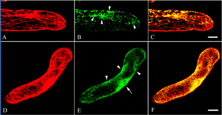 Fig. 6 Immunolocalization of actin and MYA2 in root hair cells and suspension-cultured cells. Double labeling of root hair cells (A–C) and suspension-cultured cells (D–F) was carried out with anti-actin antibody (A and D) and affinity-purified antibody against MYA2 peptide (B and E). Merged images are shown in (C) and (F). In root hair cells and suspension-cultured cells, a cluster of small dot signals was observed in some parts (arrowheads in B and E), especially around the nucleus (arrow in E). Scale bars = 10 µm.