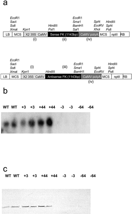 Fig. 1 (a–c) Fructokinase expression constructs, Northern and Western blots of transgenic lines. (a) Construction of a chimeric gene for expression of Solanum tuberosum fructokinase (StFK1) in the sense or antisense orientation: (i) an ∼700 bp fragment encoding the CaMV 35S promoter in duplicate; (ii) a 1,143 bp fragment encoding the full-length StFK1 cDNA in the sense orientation; (iii) a 1,143 bp fragment encoding the full-length StFK1 cDNA in the antisense orientation; and (iv) the polyadenylation signal of the CaMV gene. The basic vector used in cloning was pBIN19. (B) Northern blot analysis of transgenic potato plants (cv. Desiree) expressing StFK1 in the sense or antisense orientation. RNA was extracted from fully expanded leaves of 6-week-old plants. The filter was hybridized with the full coding region of StFK4. (C) Western blot analysis of transgenic potato plants (cv. Record) was carried out using an antibody that recognizes potato fructokinase (pea seed FK-1; D. Randall, personal communication).