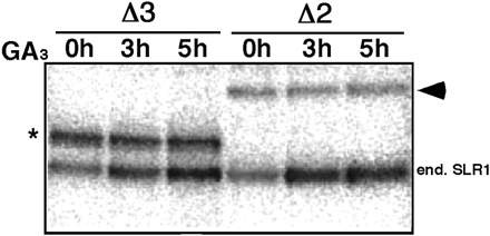 Fig. 2 In vivo phosphorylation of endogenous SLR1 and SLR1 derivatives. Transgenic plants expressing each mutant SLR1 protein under the control of the actin1 promoter were incubated with 32PO4– and then treated with 100 µM GA3 for the indicated period. The 32P-labeled SLR1 protein was immunoprecipitated with anti-SLR1 antibody from 1.5 mg of total protein extract and then separated by SDS–PAGE. Finally, labeled SLR1 was detected by autoradiography. The asterisk and arrowhead indicate the phosphorylated forms of 3× HA-ΔDELLA+ΔTVHYNP (Δ3) and HA-ΔpolyS/T/V-GFP (Δ2), respectively. The phosphorylated form of the endogenous SLR1 was indicated by ‘end. SLR1′.