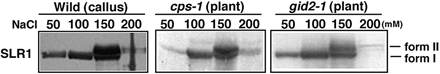 Fig. 4 Comparison of the phosphorylation status in the WT callus and in the cps and gid2 mutant plants. Crude extracts were separated by DEAE column chromatography as described in Materials and Methods. The bound proteins were eluted in a stepwise manner with buffer containing increasing concentrations of NaCl. The eluates from the DEAE columns were subjected to immunoblot analysis with anti-SLR1 antibody. A 5 µl aliquot of each elution fraction was loaded per lane.