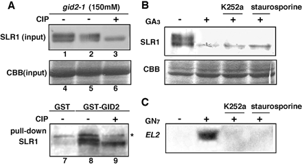 Fig. 5 The phosphorylation of SLR1 protein is not required for its interaction with GID2. (A) The interaction between SLR1 and GID2 in vitro. Upper panel: immunoblot analysis of SLR1 protein in the 150 mM NaCl eluate of the gid2-1 extract. CIP treatment (+) dephosphorylated the phosphorylated SLR1 with increased mobility (lane 3). Twenty times the amounts of extracts were used for the pull-down experiment. Middle panel: Coomassie brilliant blue staining of the large subunit of RuBPC was shown as a loading control. Lower panel: protein pre-treated with (+) CIP or without (–) CIP was incubated with glutathione beads bound to either GST or GST–GID2. The interaction of SLR1 with GST–GID2 was detected by immunoblot analysis with anti-SLR1 antibody. The asterisk indicates the non-specific signal of the E. coli proteins co-purified with GST fusion protein under our experimental conditions. (B) The effects of kinase inhibitors on the gibberellin-dependent degradation of SLR1. WT calli were treated with K252a or staurosporine followed by treatment with 1 µM GA3. A 10 µg aliquot of each crude extract was loaded per lane and probed with anti-SLR1 antibody. Coomassie brilliant blue staining was shown as a loading control. (C) The effect of kinase inhibitors on the induction of EL2 mRNA in response to N-acetylchitooligosaccharide elicitor, GN7. WT calli were treated with K252a or staurosporine followed by the treatment with GN7 for 30min. A 10 µg aliquot of total RNA was analyzed by RNA gel blot analysis.