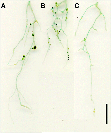 Fig. 2 MeJA suppressed the hypernodulation phenotype of har1-4 roots. Wild-type (A) and har1-4 (B and C) plants were inoculated with M. loti NZP2235 carrying the lacZ gene. The aerial portion of these plants was mock sprayed (A and B) or sprayed with 10–4 M MeJA 1, 5 and 8 d after inoculation. Plants were harvested 10 d after inoculation. Scale bar = 1 cm.