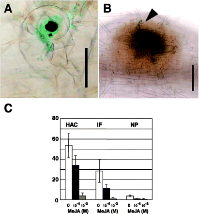 Fig. 3 MeJA effect on early nodulation response. Wild-type plants were inoculated with M. loti NZP2235 carrying the lacZ gene and, shortly after, aerial portions of seedlings were sprayed with MeJA. Plants were harvested 5 d after inoculation. The numbers of curled root hairs (A), infection threads (B, arrowhead) and nodule primordia (B) were counted (C). Scale bar = 50 µm in (A) and 200 µm in (B). Hac, root hair curling; IF, infection thread; NP, nodule primordia. Values shown represent the mean ± SD of at least 10 seedlings.