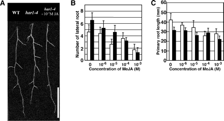 Fig. 5 MeJA effect on lateral root formation under non-symbiotic conditions. Plants were grown in B&D medium containing 0.5 mM KNO3 for 20 d and then harvested. MeJA was sprayed 7, 12 and 17 d after germination. Values shown represent the mean ± SD of at least 10 seedlings. (A) Photograph of MeJA-treated roots. Scale bar = 1 cm. (B) Effect of MeJA on lateral root formation. (C) Effect of MeJA on primary root growth. Open bar, wild-type; filled bar, har1-4.