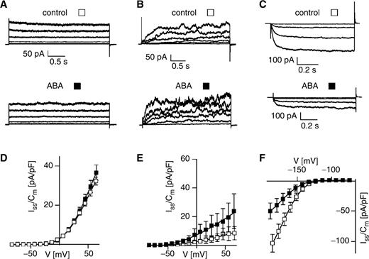  Differential effect of ABA on time-dependent and instantaneous K + currents from subsidiary cells at high intracellular free Ca 2+ concentrations. Representative outward-rectifying K + current traces (A, B) evoked upon voltage pulses in the range of −54 to +96 mV in 30 mV steps, and time-dependent inward-rectifying K + current traces (C) elicited upon voltage steps to −184, −164, −144 and −124 mV are shown. In (A) and (D), the instantaneous outward-rectifying K + currents, and in (B) and (E) the time-dependent K out currents are presented. (D–F) current densities determined in the steady state (I ss /C m ) are given as a function of membrane voltage. The currents in A–F were recorded in the absence (control, open squares) or presence of 50 μM ABA (filled squares) on both membrane sides by using standard bath and standard pipet solutions. Note that EGTA was not present in the standard pipet medium adjusted to pH 7.4. (D) ABA, n = 6; control, n = 7. (E) ABA, n = 6; control, n = 5–6. (F) ABA, n = 8; control, n = 7. 