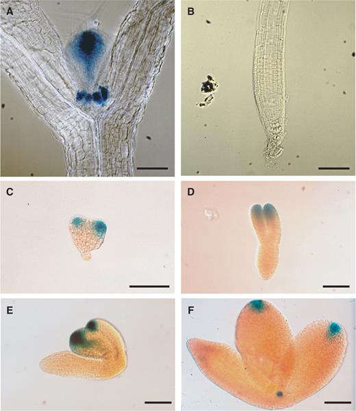  Expression pattern of ESR2 . (A) Expression of the ESR2 promoter: :GUS transgene in a 10-day-old seedling. (B) No GUS activity was detectable in the root. (C) In heart stage embryos, GUS activity was observed in cotyledon primordia. (D–E) GUS expression was restricted to cotyledon tips in torpedo stage (D), and early walking stick stage embryos (E). (F) At the late walking stick stage, GUS activity was occasionally observed in the SAM, as well as the tips of cotyledons. At least 10 independent transgenic lines were examined with one representative line photographed. Bars = 20 μm. 