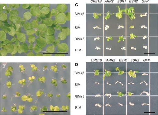  Phenotypes of estradiol-induced ESR expression. (A) Ten-day-old wild-type seedlings grown on MS medium containing β-estradiol. (B) Ten-day-old transgenic seedlings harboring XVE- ESR2 grown on MS medium containing β-estradiol. (C) Hypocotyl segments of the ahk4 mutant were transformed with XVE- CRE1B , XVE- ARR2 , XVE- ESR1 , XVE- ESR2 or XVE- GFP and cultured for 3 weeks on either SIM or RIM, with or without β-estradiol inducer (β). One hypocotyl segment representative of the response at each condition was selected and arranged to create a composite photograph for each line. (D) Root explants of the ahk4 mutant were transformed with the above-mentioned constructs and cultured under the same conditions as in (C). One root explant representative of the response at each condition was selected and arranged to create a composite photograph for each line. The same results were obtained with the cre1-1 mutant. Bars = 1 cm. 