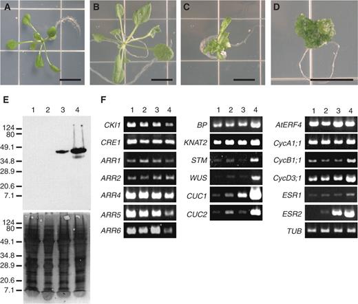  Gene expression in 35S :: ESR2Myc transgenic plants with different phenotypes. (A) Homozygous transgenic plant harboring an empty vector. (B–D) T 2 progeny from a 35S :: ESR2Myc transgenic line with mild (B), moderate (C), or severe phenotypes (D). Bars = 1 cm. (E) ESR2 protein expression levels correlated with the severity of the phenotype. ESR2Myc protein levels were determined by Western blotting (upper panel). The lower panel shows the Coomassie brilliant blue staining pattern of the PVDF membrane. Lanes 1–4 contained protein extracts of plants in (A) to (D), respectively. Relative molecular masses (kDa) of the standard samples are indicated on the left. (F) Semi-quantitative analysis of gene expression by RT–PCR. Lanes 1–4 contained RNA samples of plants in (A) to (D), respectively. At least 10 independent seedlings were collected for each phenotype. Varying numbers of PCR cycles were examined for each gene, and two biological replicates were carried out. TUBULIN ( TUB ) was used as an internal control. 