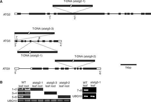  Expression of AtATG genes in atatg mutants used in this study. (A) Diagrams of AtATG2, AtATG5 and AtATG9 genes. Exons and introns in each gene are shown by boxes and lines, respectively. The sites into which T-DNA is inserted in AtATG2, AtATG5 and AtATG9 genes are shown in atatg2-1, atatg5-3, atatg5-1 and atatg9-2 mutants. Arrows show the priming sites in RT–PCR analysis. (B) RT–PCR analysis of atatg2-1, atatg5-3, atatg9-2 and atatg5-1 mutants. Total RNAs were extracted from the leaves and roots of the wild type (WT), atatg2-1, atatg5-3 and atatg9-2 plants and were subjected to RT–PCR using one of the UBQ10 primer pairs (see Materials and Methods) and either the primers 1 and 2 (1 + 2), the primers 3 and 4 (3 + 4) or the primers 5 and 6 (5 + 6). The total RNAs of the atatg5-1 and WT plants were extracted from leaves in separate experiments. They were subjected to RT–PCR using the other UBQ10 primer pairs (see Materials and Methods) and the primers 7 and 8 (7 + 8). The products of PCR were separated on agarose gels and stained with ethidium bromide. 