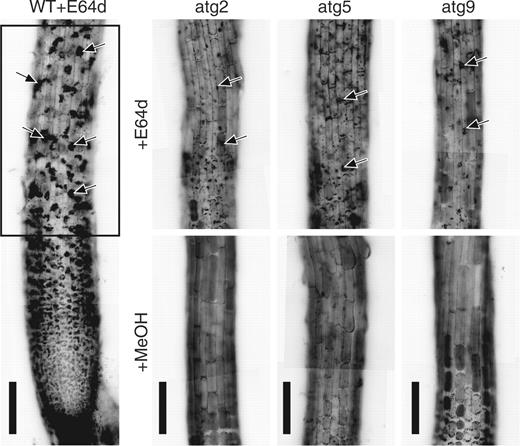  Involvement of AtATG genes in autophagy in Arabidopsis root tips. Root tips excised from the wild-type Columbia ecotype and atatg2-1, atatg5-3 and atatg9-2 mutant seedlings were incubated in medium containing 100 μM E-64d (+E64d) or 1% (v/v) methanol (+MeOH) for 1 d. They were stained with neutral red and observed by light microscopy. The same parts as enclosed by a rectangle in the root tip of the wild-type seedling (WT+E64d) are shown in atatg2-1 (atg2), atatg5-3 (atg5) and atatg9-2 (atg9) mutants. Arrows point to vacuolar inclusions. Bar = 100 μm. 