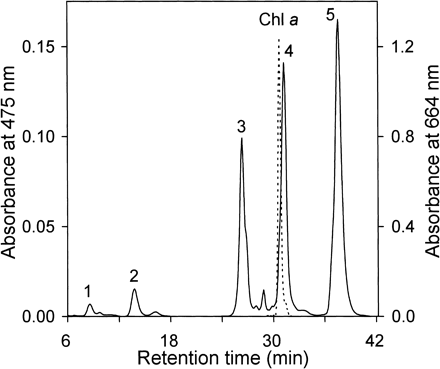 Fig. 1 HPLC elution profile of pigments extracted from Anabaena variabilis ATCC 29413. The eluent was methanol/water (9 : 1, v/v) for 20 min and then 100% methanol (2.0 ml/min). Absorbances at 475 (solid line) and 664 nm (dashed line) are shown. Peaks are referred to in the text and figures.