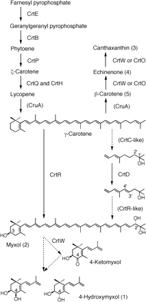 Fig. 4 Biosynthetic pathway of carotenoids and their enzymes in Anabaena variabilis ATCC 29413. Numbers in parentheses indicated the peak numbers in Fig. 1. See the text for details.