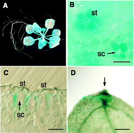 Fig. 2 Representative AtPDR8 promoter–GUS expression patterns. (A) X-Gluc staining (for 3 h) for AtPDR8 promoter–GUS expression in a 15-day-old seedling grown on sterile medium. (B) The abaxial side of a leaf. Stoma (st) and the substomatal cavity (sc) beneath the stoma are indicated. Bar = 50 µm. (C) Light micrographs of a longitudinal section of an X-Gluc-stained leaf. Bar = 40 µm. (D) GUS expression in the hydathode (arrow) of a leaf from a 5-week-old plant grown under sterile conditions. Bar = 200 µm.