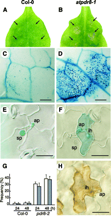 Fig. 4 Arabidopsis atpdr8 plants inoculated with Phytophthora infestans. (A) Photographs of P. infestrans inoculation on the leaf of a Col-0 plant, 4 d post-inoculation (d.p.i.). Arrows indicate the inoculated points. (B) Photographs of P. infestans inoculation on the leaf of atpdr8, 4 d.p.i. (C) Trypan blue staining of an inoculated leaf of Col-0, 3 d.p.i. Bar = 0.3 mm. (D) Trypan blue staining of an inoculated leaf of an atpdr8-1 plant, 3 d.p.i. Bar = 0.3 mm. (E) Trypan blue staining of an inoculated leaf of a Col-0 plant 24 h post-inoculation (h.p.i.). Bar = 20 µm. (F) Trypan blue staining of an inoculated leaf of atpdr8-1 16 h.p.i. Bar = 20 µm. (G) The frequency of penetration of P. infestrans into Arabidopsis cells (white bars) and cell death in plant tissue (shaded bars) at pathogen–leaf interaction sites (n = 30) was determined 24 and 48 h after inoculation. Penetration of infective hyphae was viewed by microscopy. Cell death was monitored by trypan blue staining. (H) DAB staining of an inoculated leaf of atpdr8-1, 16 h.p.i. sp, spore; ap, appressorium; ih, infection hyphae. Bar = 20 µm. All plants were 5 weeks old.