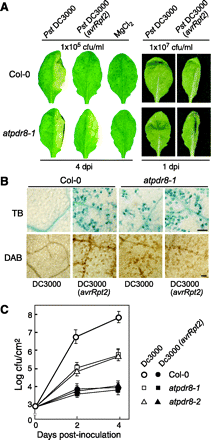 Fig. 5 The atpdr8 mutants exhibit enhanced HR-like cell death. (A) Disease phenotype of the wild type (Col-0) and atpdr8-1 mutant. The right halves of leaves of 4-week-old plants were infiltrated with the virulent pathogen Pst DC3000, the avirulent strain Pst DC3000 (avrRpt2) or 10 mM MgCl2. Bacterial concentrations were 1×105 or 1×107 c.f.u. ml–1. Leaves were photographed 4 d.p.i. (1×105 c.f.u. ml–1) or 1 d.p.i. (1×107 c.f.u. ml–1). (B) HR-like cell death. Five-week-old Col-0 and atpdr8-1 leaves were infiltrated with Pst DC3000 or Pst DC3000 (avrRpt2) (1×107 c.f.u. ml–1), and dead cells and H2O2 production were detected by staining with trypan blue (dark blue) and DAB (dark brown), respectively. Photographs were taken 10 h.p.i. Bar = 100 µm. (C) Bacterial growth of Pst DC3000 and Pst DC3000 (avrRpt2) (1×105 c.f.u. ml–1), inoculated into Col-0, atpdr8-1 and atpdr8-2. These experiments were repeated three times with similar results.