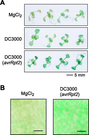 Fig. 6 Pathogen infection enhanced the expression of the AtPDR8 gene. (A) Two-week-old plantlets expressing AtPDR8 promoter–GUS were infected with the virulent pathogen Pst DC3000 or the avirulent strain Pst DC3000 (avrRpt2). After 12 h, the plantlets were stained for GUS under the same conditions. As a control experiment, plantlets were treated with 10 mM MgCl2. (B) Light micrographs of leaves treated with 10 mM MgCl2 (left panel) or the avirulent strain Pst DC3000 (avrRpt2) (right panel). The leaf mesophyll cells were focused and photographed. Bars, 50 µm.