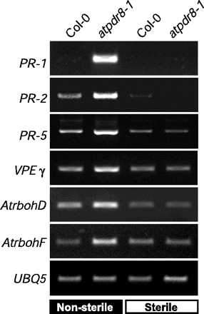 Fig. 7 Expression of defense genes in atpdr8 mutants. Levels of transcripts of defense genes, PR-1, PR-2, PR-5, VPEγ, AtrbohD and AtrbohF in wild-type (Col-0) and mutant (atpdr8-1) plants grown for 4 weeks on non-sterile vermiculite or sterile MS medium. cDNAs were synthesized from total RNA prepared from rosette leaves and subjected to RT–PCR. Expression of UBQ5 was monitored as a constitutive control.
