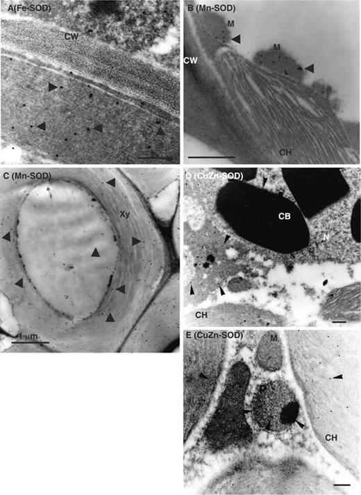Immunogold electron microscopy localization of SODs in spongy mesophyll and xylem cells of olive leaves. Representative electron micrographs of spongy mesophyll cells of olive leaves. The sections were incubated with antibodies against Fe-SOD (dilution 1 : 2,000), Mn-SOD (dilution 1 : 500) and CuZn-SOD (1 : 300 dilution). (A) Immunolocalization of Fe-SOD in spongy mesophyll cells. (B) Immunolocalization of Mn-SOD in spongy mesophyll cells. (C) Immunolocalization of Mn-SOD in xylem cells. (D and E) Immunolocalization of CuZn-SOD in spongy mesophyll cells. Arrows indicate 15 nm gold particles. *electron-dense structures in the cytosol; CB, crystalline body; CH, chloroplast; CW, cell wall; M, mitochondrion; N, nucleus; P, peroxisome; Xy, xylem. Bars represent 1.0 µm in A, C, D and E; and 0.5 µm in B.