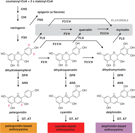 Generalized flavonoid biosynthetic pathway relevant to flower color. Native rose petals only accumulate pelargonodin and cyanidin-based anthocyanins, mainly pelargonidin and cyanidin 3,5-diglucoside. Lack of delphinidin-based anthocynanins, which is attributed to deficiency of F3′5′H, has hampered the generation of rose flowers having blue and violet hues. The expression of a hetelorogous F3′5′H gene in rose is expected to generate delphinidin and, thus, a novel flower color with a blue hue. CHS, chalcone synthase; CHI, chalcone isomerase; F3H, flavanone 3-hydroxylase; F3′H, flavonoid 3′-hydroxylase; F3′5′H, flavonoid 3′,5′-hydroxylase; FLS, flavonol synthase; FNS, flavone synthase; DFR, dihydroflavonol 4-reductase; ANS, anthocyanidin synthase; GT, anthocyanidin glucosyltransferase; AT, anthocyanin acyltransferase.