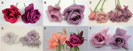 Flower color changes by delphinidin production. The rose cultivars WKS77, WKS82, WKS100, WKS116, WKS124 and WKS140 were transformed with pSPB130, and their flower color changed (left, host; right, a transformant). A flower of the line exhibiting the most significant color change is shown. (A) WKS77, (B) WKS82, (C) WKS100, (D) WKS116, (E) WKS124, (F) WKS140.