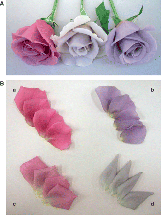 Flower and petal color comparison. The pink-flowered rose cultivar Lavande (A, left and B, a) was transformed with pSPB919. The resultant transgenic plants including LA/919-4-10 produced violet-colored transgenic flowers (A, right and B, b) containing 98% delphinidin. The flower color is evidently bluer than that of the hosts, the commercial varieties Madam Violet (B, c) and Seiryu (B, d). Madam Violet and Seiryu are regarded as the bluest of the current rose varieties. Some of the transgenic roses derived from pSPB919 exhibited paler flower color and contained decreased amounts of anthocyanidin (A, center).